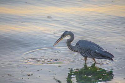 Heron on lake at sunset