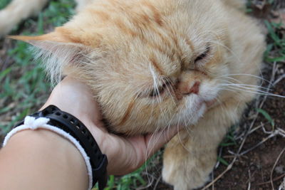 Close-up of hand holding cat