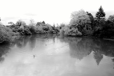 Swan swimming in lake against clear sky