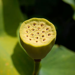 Close-up of water lily