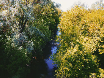 Trees growing in forest against sky