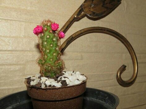 flower, indoors, potted plant, freshness, vase, table, decoration, plant, high angle view, flower pot, fragility, close-up, still life, home interior, petal, no people, growth, wall - building feature, pink color, architecture