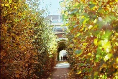 Footpath in park