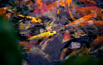 Fish swimming in sea