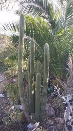 Close-up of succulent plant on field