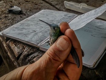 Carefull hands holding a hummingbird.