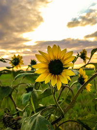 Close-up of yellow flowering plant on field against sky