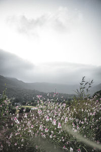 Scenic view of flowering plants against sky