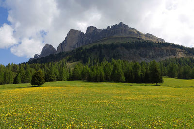 Scenic view of field against sky