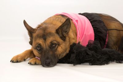 Close-up portrait of dog lying down