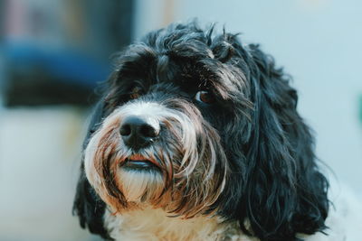 Close-up portrait of a dog