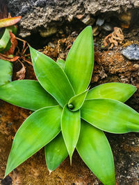 High angle view of plant growing on field