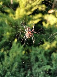 Close-up of spider on web