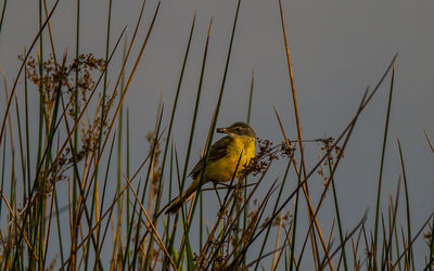 Bird perching on plant against sky