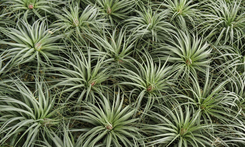 Full frame shot of plants