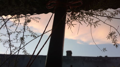 Silhouette of tree at sunset