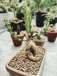 High angle view of potted plant on table