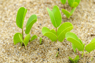 Close-up of plant growing on field