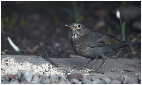 Close-up of bird perching on a field