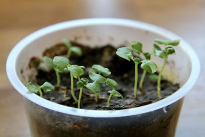 Close-up of potted plant on table