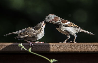 Close-up of birds perching on wood