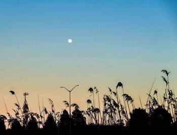 Silhouette plants against clear sky at night