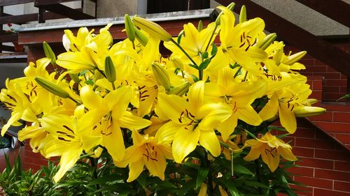 Close-up of yellow flowers