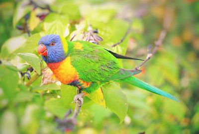 Close-up of parrot perching on plant