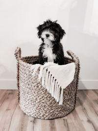 Sophie in basket