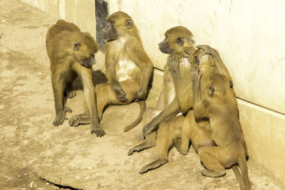 Monkey sitting in a zoo