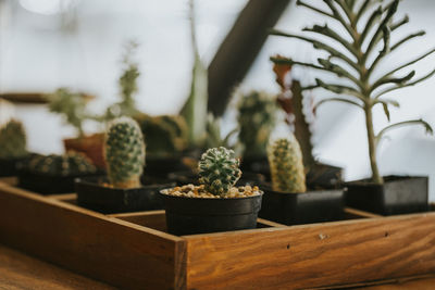 Close-up of succulent plant in pot