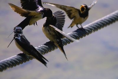 Close-up of birds flying