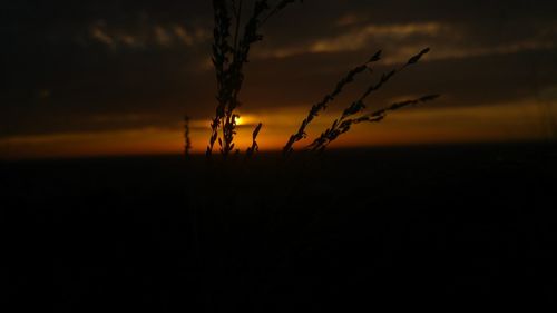 Silhouette plant against sky during sunset