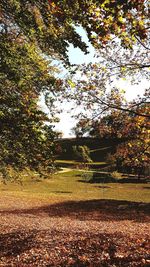 Trees on field during autumn