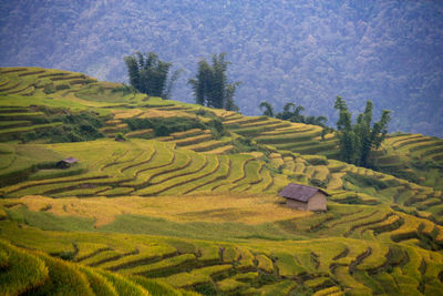 Scenic view of agricultural field