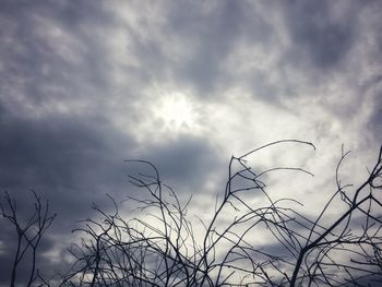 Low angle view of silhouette plants against dramatic sky