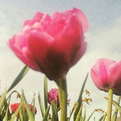 Close-up of pink tulips blooming outdoors