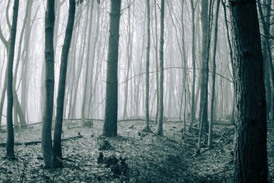 Trees in forest