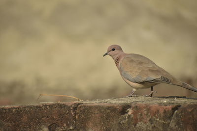 Close-up of bird perching on wood