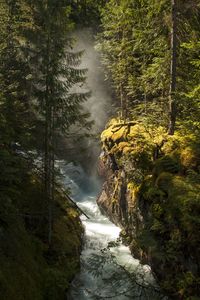 River flowing through forest