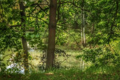 Trees in forest