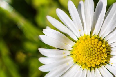 Close-up of white daisy flower