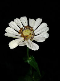 Close-up of white flower against black background