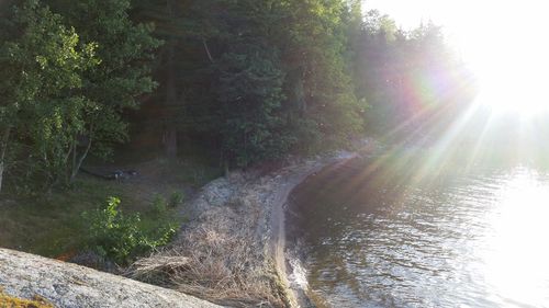 Scenic view of river amidst trees in forest