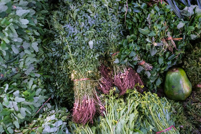 High angle view of plants in farm