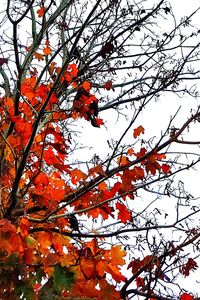 Low angle view of tree against sky during autumn