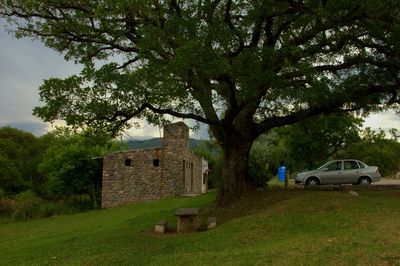 Trees in park