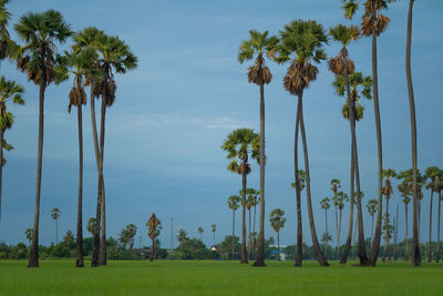 Palm trees on field against sky