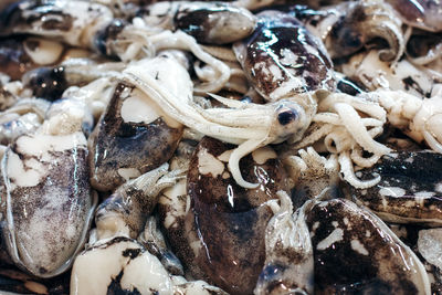 Raw octopus at a food market in thailand. fresh sea food. selective focus.