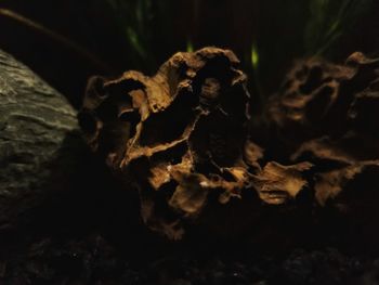 Close-up of angel statue